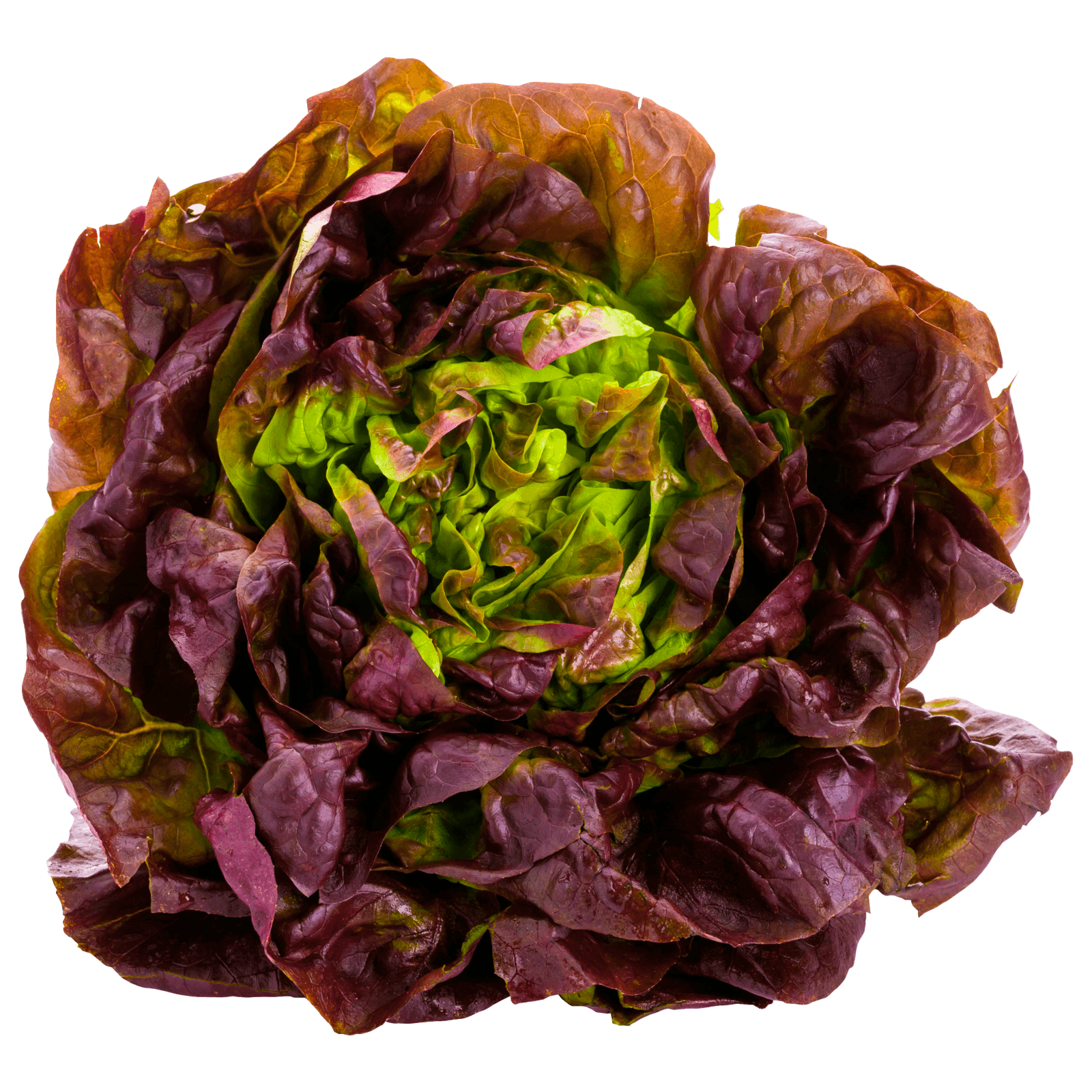 Roter Kopfsalat aus der Region bei REWE online bestellen!