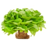Salat mit Wurzel grün 1 Stück
