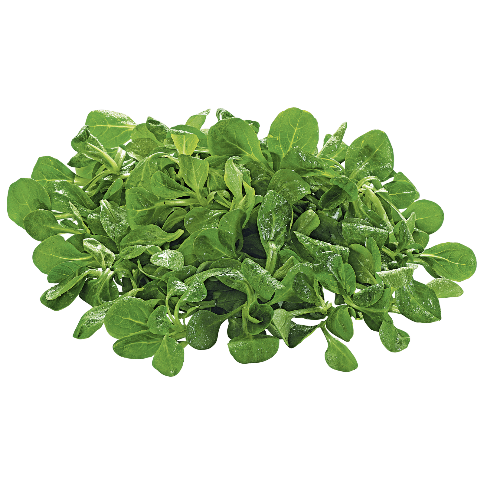 REWE Bio Feldsalat 100g