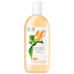 Dove Pflegedusche Powered by Plants Ginger 250ml