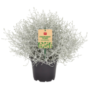 Stacheldrahtpflanze oder Chrysantheme