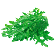 Rucola