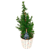 Mini Tannenbaum »Klein aber Oho« oder Weihnachtsstern »Das Sternchen«