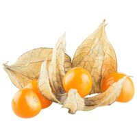  Physalis