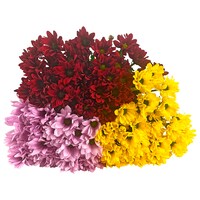  Chrysanthemenstrauß 1