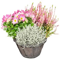  Chrysanthemen Arrangement 1