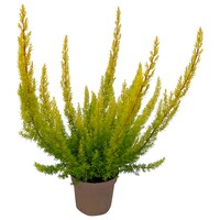  Erica arborea – Baumheide 1