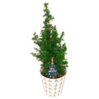  Mini Tannenbaum »Klein aber Oho« oder Weihnachtsstern »Das Sternchen« 1