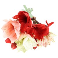  Amaryllis Premium 1