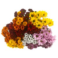  Chrysanthemen mit Santini 1